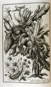 Plantas e frutos bíblicos incluindo mandrágora e melão de Johann Jakob Scheuchzer