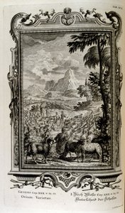 Variedades bíblicas de ovelhas de Johann Jakob Scheuchzer