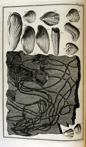 Os ossos fossilizados representavam animais destruídos pelo grande dilúvio bíblico de Johann Jakob Scheuchzer
