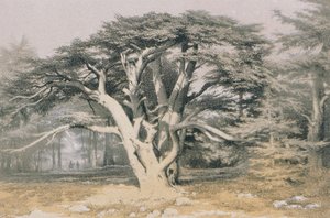 Cedros do Líbano. Gravura por Bernatz e outros - Steinkopk JF Editore