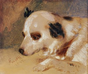 Cabeça de um cão (óleo e têmpera sobre papel) de Johann Matthias Ranftl