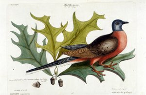 Pomba Migratória, agora extinta. Jardim Zoológico, Seligman 1749 de Johann Michael Seligmann