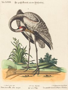 Grus Americana, alto major de Johann Michael Seligmann after George Edwards