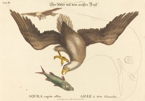 A águia americana (Falco leucocephalus) de Johann Michael Seligmann after Mark Catesby