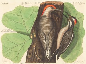 Pica-pau de barriga vermelha (Picus Carolinus) de Johann Michael Seligmann after Mark Catesby