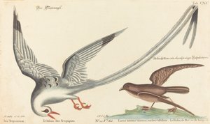 O pássaro tropical (Phaeton aethereus) de Johann Michael Seligmann after Mark Catesby