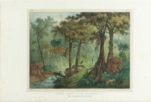 Mata Virgem Perto de Manqueritipa. Da pitoresca viagem ao Brasil, 1835.