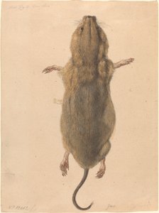 Um rato de campo, visto de cima de Johann Rudolph Schellenberg