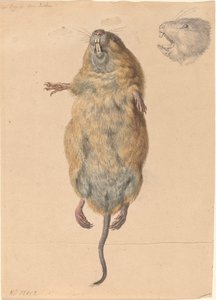 Um rato de campo, visto de baixo de Johann Rudolph Schellenberg