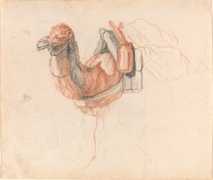 Camelo de Johann Rudolph Schellenberg