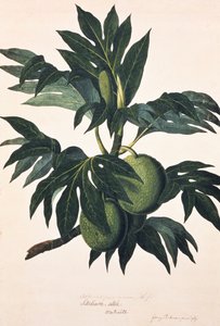 Um ramo da árvore da fruta-pão com frutos, c.1773 (gravura)