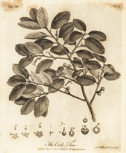 Sobreiro, Quercus suber.