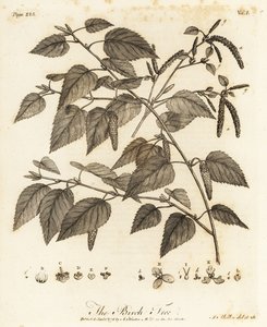 Bétula felpuda, Betula pubescens.