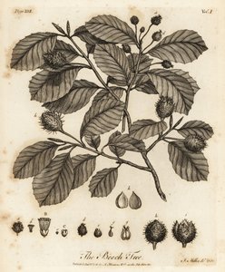 Faia europeia ou faia comum, Fagus sylvatica.