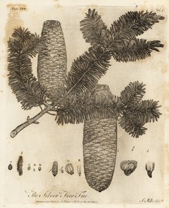 Abies alba, Abies alba.