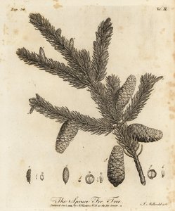 Abeto da Noruega ou abeto europeu, Picea abies