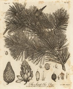 Pinheiro silvestre, Pinus sylvestris.