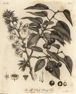 Cereja ácida, cereja torta ou cereja anã, Prunus cerasus.