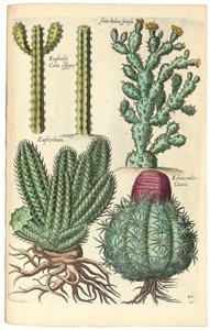 Cactos, 1641 de Johann Theodor de Bry