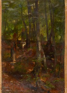 paisagem da floresta