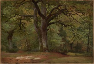 Floresta de carvalhos no Solling de Johann Wilhelm Schirmer