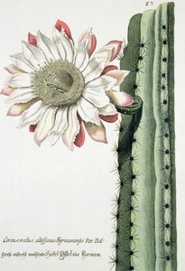 alta Syrinamensis alertas brilhante de Phythanthoza Iconographica publicado na Alemanha, 1737-1745