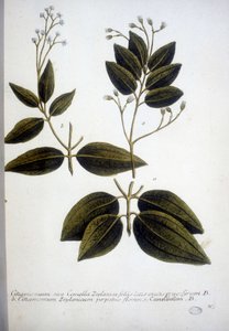 Cinnamomum Zeylanicum (Canela do Ceilão) - Gravação do Herbário por J.W. Weinmann em 1737.