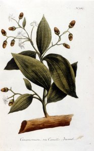 Cinnamon - em Herbier por J. W. Weinmann