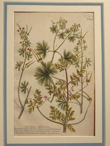 Herb Robert (Geranium robertianum), gravura colorida