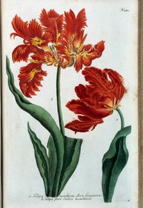 Tulipa vermelha. Tábua botânica