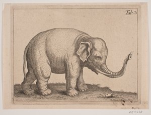 Um elefante