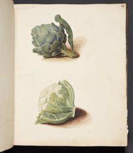 Estudo da cabeça de alcachofra e couve-flor de Johanna Fosie