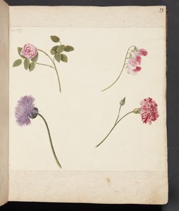 Estudo de flores de Johanna Fosie