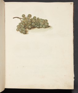 Estudo de uvas