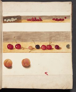 Estudo de frutas e bagas de Johanna Fosie