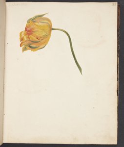 Estudo da tulipa amarela de Johanna Fosie