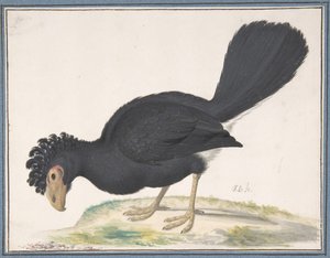 Um Mutum Negro, s.d.. de Johannes Bronckhorst