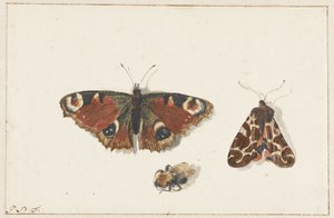 Borboleta, Mariposa e Abelha de Johannes Bronkhorst