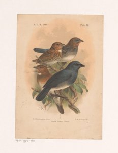Quatro pássaros num ramo
Siphia Everetti Sharpe (título sobre o objecto) de Johannes Gerardus Keulemans