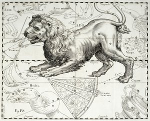 Leão, constelação zodiacal de Leão, ilustração retirada do atlas estrelado de Johann Hevelius (1611-1687) Firmamentum Sobiescianum sive Uranographia, Gdansk