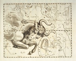 Taurus, constelação de Taurus, gravura de atlas celeste Firmamentum Sobiescianum sive Uronographia, de Johann Hevelius (1611-1687), Gdansk