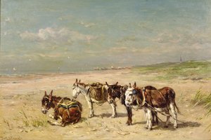Burros na praia