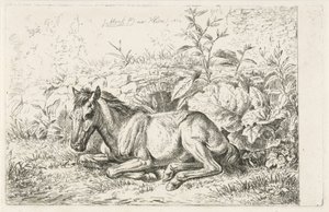 Cavalo deitado na frente de algumas plantas