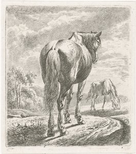 Cavalo visto por trás