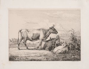 Vacas no campo