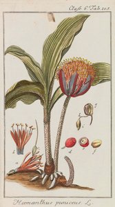 Seleção de plantas belas e raras, 1795-1798. de Johannes Zorn