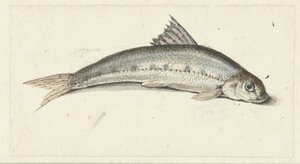 gôndola de Johannes le Francq van Berkhey