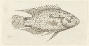 Peixe tropical Chromis epse de Johannes le Francq van Berkhey