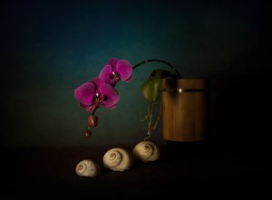 Natureza morta com orquídeas roxas