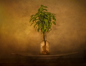 Natureza morta com plantas com raízes